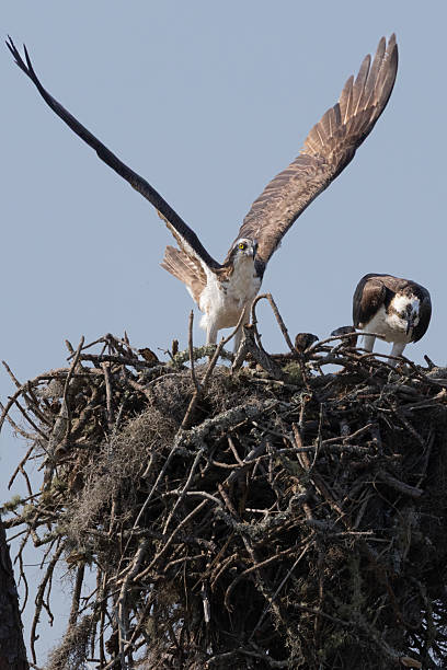 istock An osprey taking off from a large nest perched atop a tree, with another osprey already present, against a clear blue sky. 2221193173