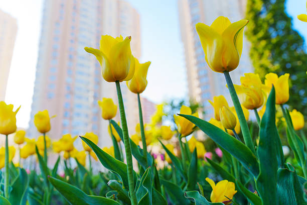 istock Vibrant Yellow Tulips Blooming in Urban Garden Setting 2221194820