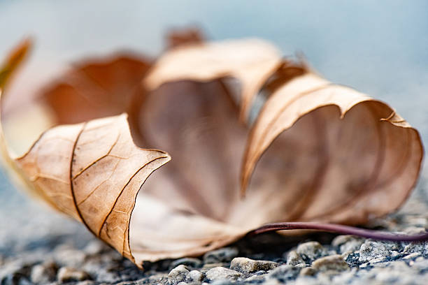 This is a photograph of a dry fallen leaf on an autumn day in Brooklyn New York City.