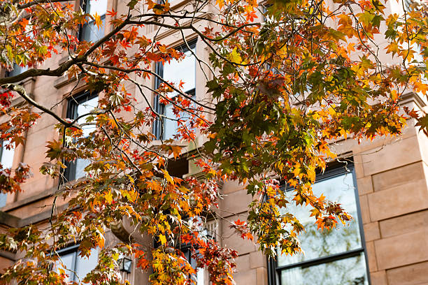 This is a photograph of autumn colored leaves hanging in front of the windows of an apartment building in Brooklyn Heights, a New York City neighborhood on an autumn day.