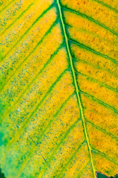 Patterns of Green Leaf Veins in Autumn