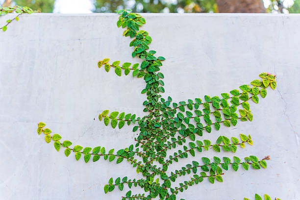 Close-up of climbing fig (Ficus pantoniana) showcasing its lush green leaves against a textured wall.