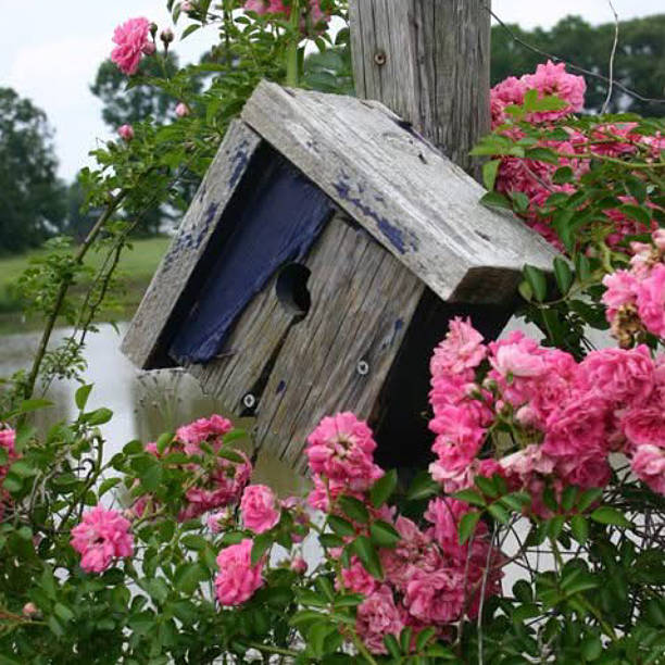 Pink roses growing on old blue birdhouse