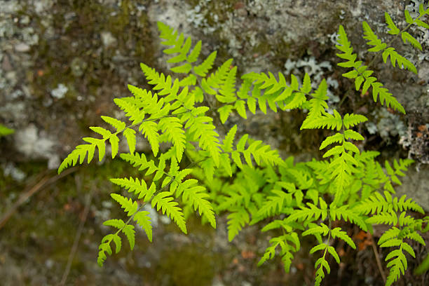istock Brittle Bladder-Fern Growing on Shaded Rock 2221203458