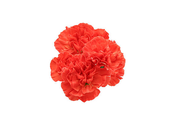 Orange gladiolus flower stems isolated on white background