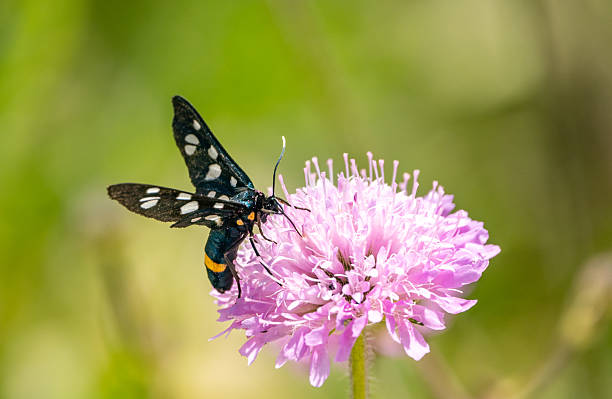 Amata phegea, also known as the Nine-spotted moth or Handmaiden moth, is a striking day-flying moth found across southern and central Europe. It has black wings marked with white spots and a glossy black body with two white bands, mimicking a wasp to deter predators. Active from May to August, it prefers sunny meadows and woodland edges. Unlike most moths, it is diurnal, and its caterpillars feed on low plants, mosses, and lichens. Though harmless, its bold coloration serves as protective mimicry against birds and other predators.