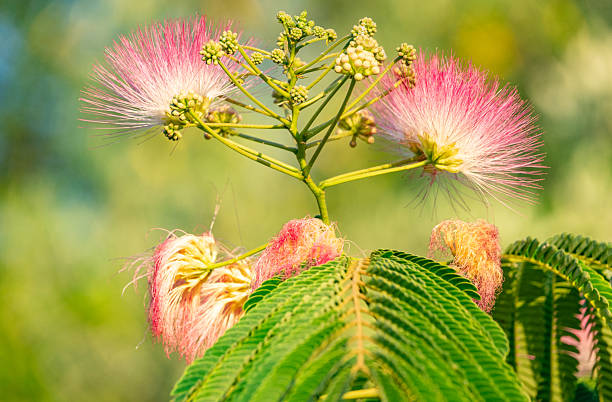 istock Mimosa Tree in Kotor, Montenegro 2221204387