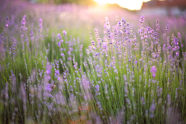 istock Lavender field blooming at sunset with golden light 2221206827