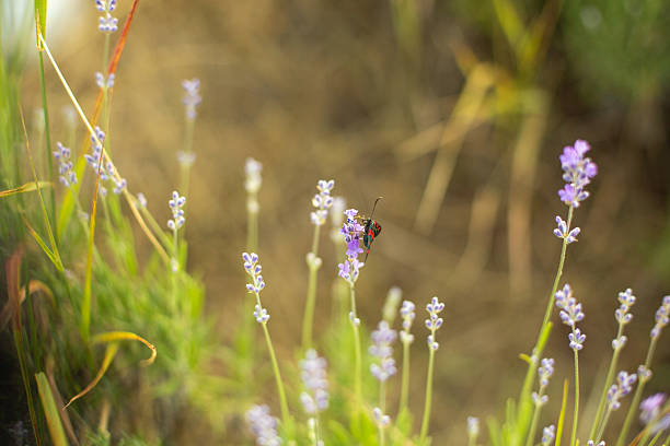 Close-up of a vibrant six-spot burnet moth (zygaena filipendulae) delicately perched on lavender flowers, enjoying a meal in a sunlit summer meadow
