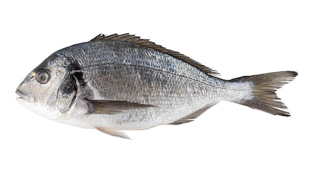 istock isolated photo of fresh dorado fish 2221208764
