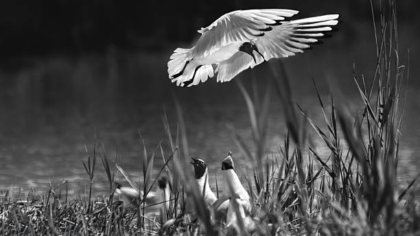 istock Bonaparte's Gulls With Breeding Plumage (Chroicocephalus Philadelphia) 2221210666