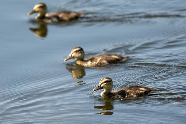 Baby mallard ducklings creating ripples in the pond water surface while swimming along.