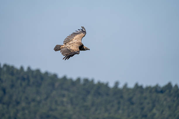 istock Griffon vulture (Gyps fulvus) photographed in Spain 2221213249