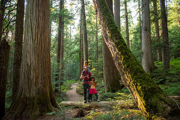 istock Family hikes in old growth forest 2221213474