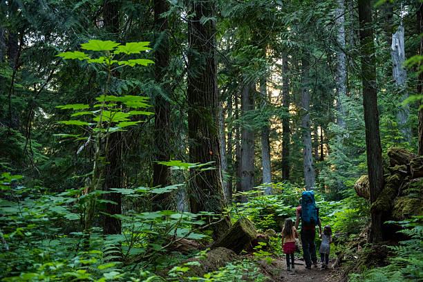 istock Family hikes in old growth forest 2221213645