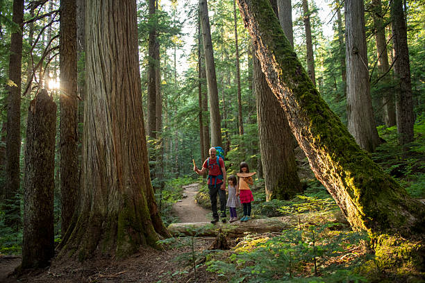 istock Family hikes in old growth forest 2221213648