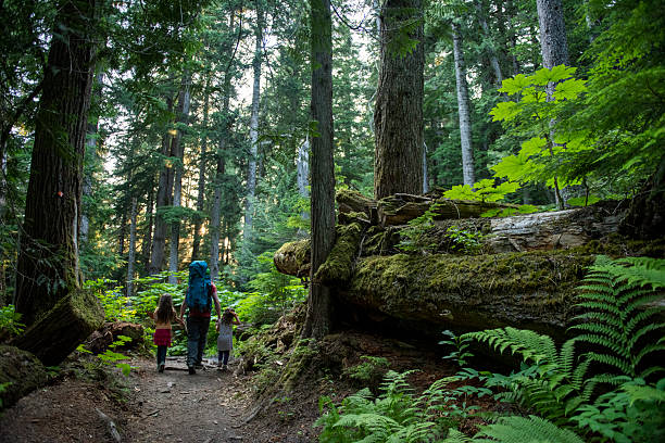 istock Family hikes in old growth forest 2221214389