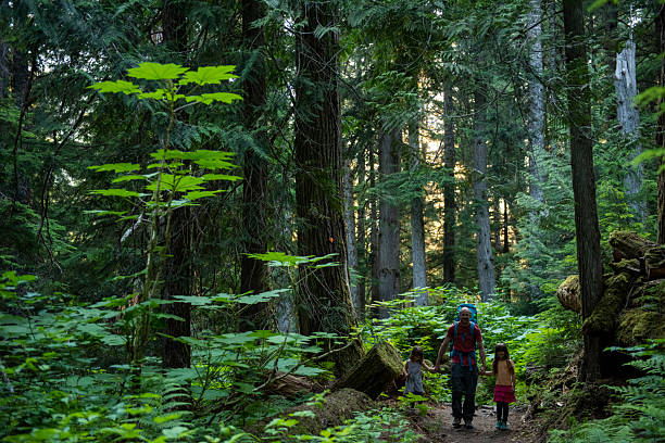 istock Family hikes in old growth forest 2221214390