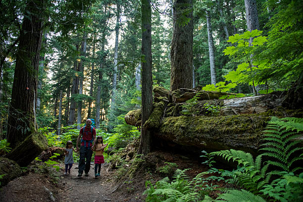 istock Family hikes in old growth forest 2221214402
