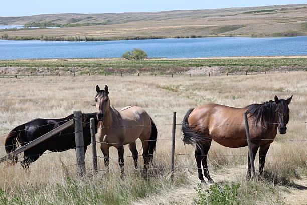 Three beautiful quarter horses in a tall grass pasture posing for the camera. There is a clear blue lake behind the horses. The coloring is bay, buckskin, chestnut and black beauty.