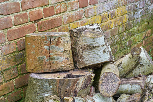 A collection of cut birch logs displayed against an aged moss-covered brick wall in Denmark. This image highlights the contrasts between organic natural elements and rustic masonry, evoking a serene rural atmosphere.