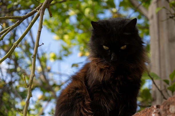 istock furry black cat, sitting on a wall 2221220304