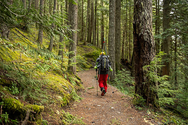 Backcountry skier hikes through old growth forest on the way to snowy mountain, Whistler, B.C.