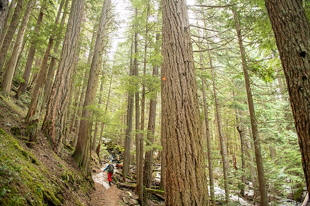 istock Backcountry skier hikes through old growth forest 2221222145