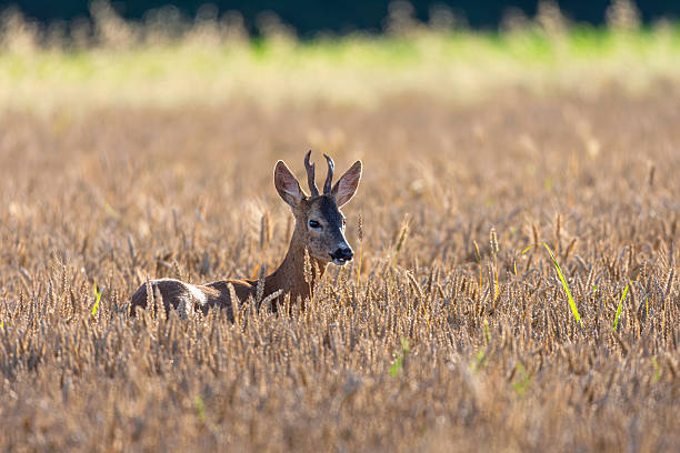 Roebuck in a wheat field