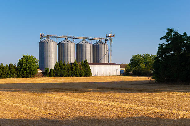 Wheat silos beside agricultural field after harvest on a sunny summer day.