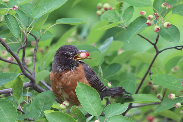 istock American Robin In Serviceberry 2221229965