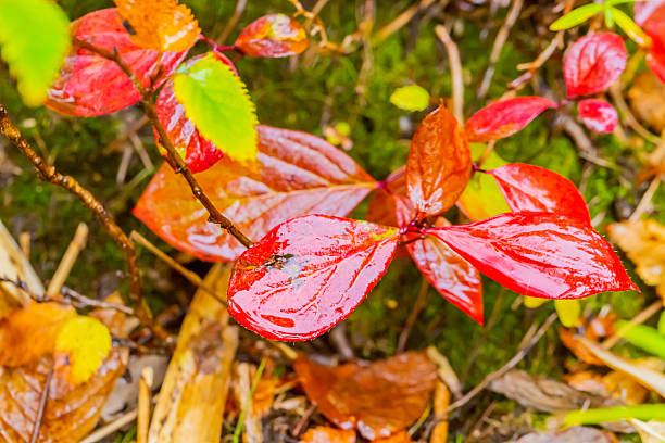 istock Red leaves in the forest 2221231220