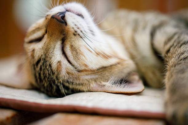 istock Sleeping tabby kitten full body view lying on fabric bed 2221231568