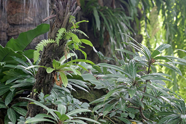 Green tropical plants in a sunlit garden in southeast Asia with water falling from rocks blurred in the background