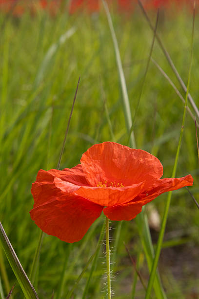 istock Red poppy bloomed in the green fields.    . 2221236543