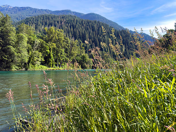 istock Tall colorful grass next to Skagit river in Washington state during late spring 2221236948