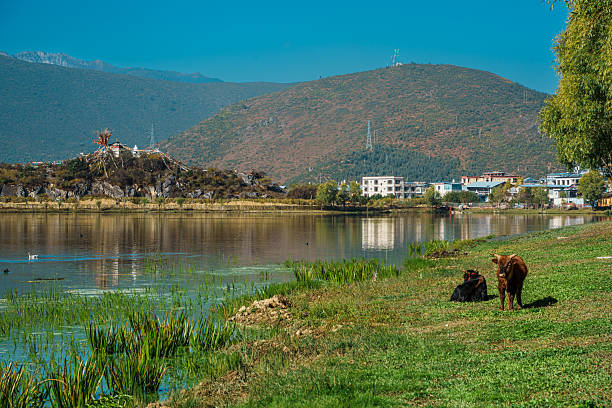 Two dark cows graze peacefully on the lush green grass of a lakeside pasture in a beautiful mountain landscape.