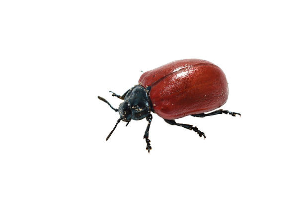 istock Red-winged poplar leaf beetle, or poplar leaf beetle 2221241109