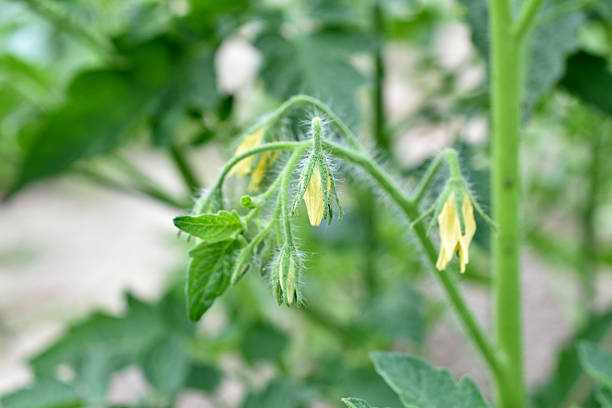 istock Flowers on a tomato bush. 2221241232
