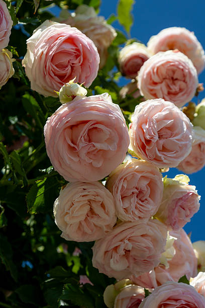 istock Pink roses blooming on a bush 2221242641