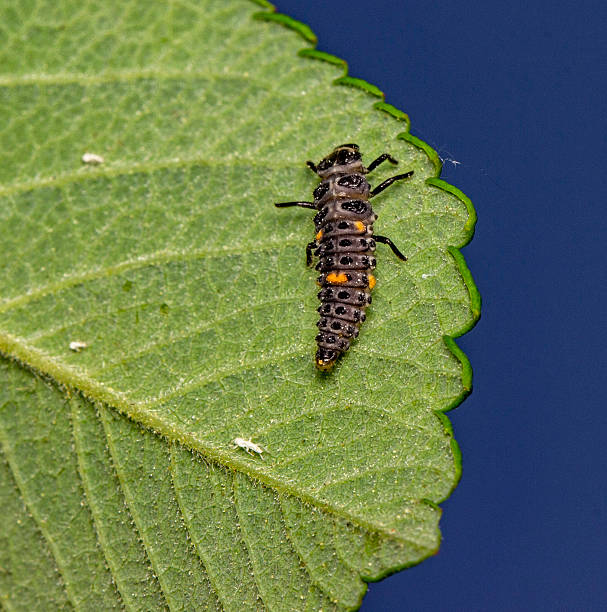 istock A small ladybug larva on a green leaf against a blue sky background. colorful macro photography. close-up. natural light. space for the text. Coccinellidae. ladybug larva. Ladybird larvae. larva 2221247444