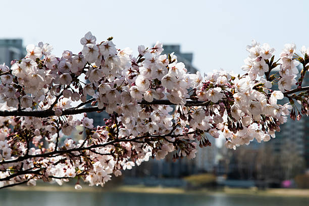 istock cherry blossoms in the park 2221248668