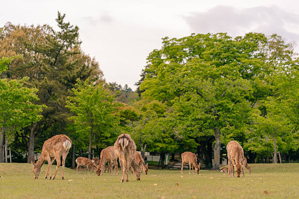 istock Deers animal in Nara Japan 2221248788