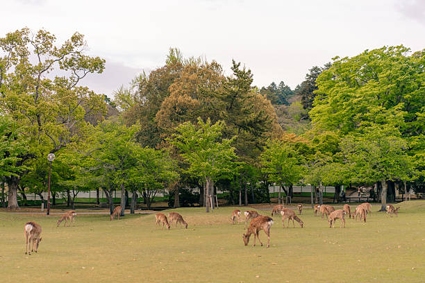 istock Deers animal in Nara Japan 2221250181