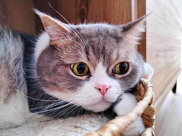 istock Close-Up of Cats: Whiskers, Eyes, and Curiosity 2221251244