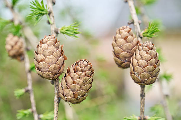 Larch cone on twigs close up.