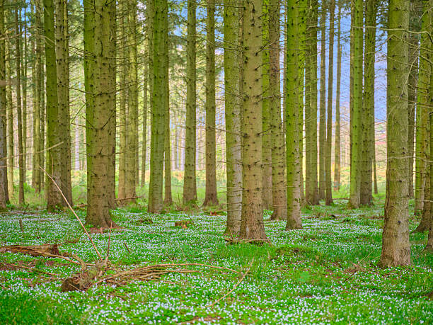 The image shows a tree stump surrounded by blooming wood anemones (Anemone nemorosa) in a vibrant green forest setting. Shot in Denmark, this scenic view captures the essence of springtime.