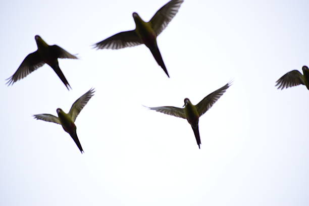 Choroy parrots flying together with a brightly lit sky in the background
