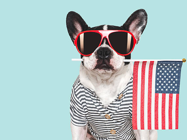 istock Charming puppy, sunglasses and American Flag. Studio shot 2221256130