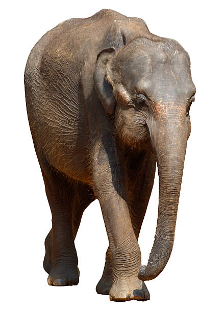 istock A baby elephant walking on a white background 2221258327
